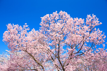 pink cherry blossoms