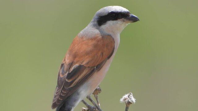 Red-backed Shrike Bird (Lanius collurio).Birds animal wild wildlife birding ornithology winged wing beak tele zoom documentary film footage warbler bunting whitethroat finch serin linnet lark solo one
