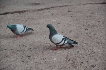 Pigeon on the beach