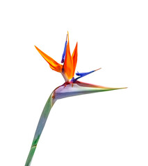 colorful bird of paradise flower closeup cutout isolated on a white background