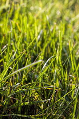 green wheat or other cereals on agricultural land