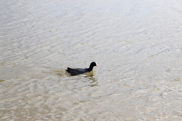 wild small ducks on the territory of lakes