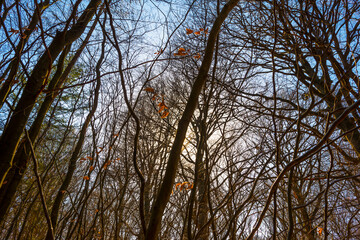 Sunlit beech in a colorful forest in bright sunlight in springtime, Baarn, Lage Vuursche, Utrecht, The Netherlands, March 29, 2021