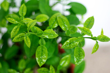 young green branches of grapefruit tree
