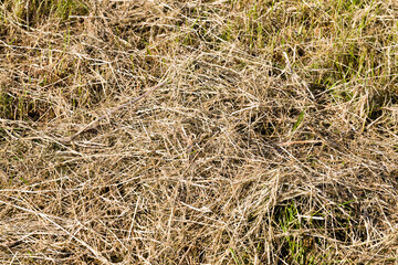 darkened and yellowed grass in nature, close up
