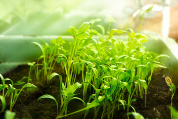 Young seedlings. Green sprout of young plant. Gardening. Growing of plant