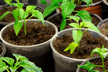 Young seedlings of pepper. Green sprout of young plant. Gardening. Growing of plant