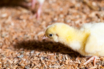 chicken chicks at a poultry farm, close up