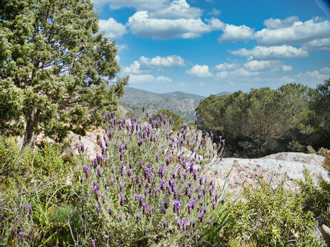 Lavanda Selvatica in un Bosco della Sardegna