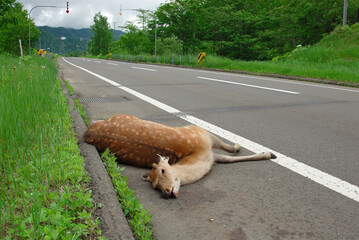 エゾシカの死体（北海道・白糠町）
