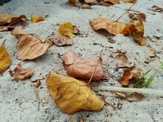 Fallen autumn leaves on sands