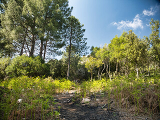 Bosco nel Monte Nieddu,San Teodoro, Sardegna