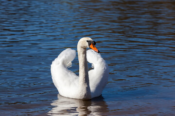 Obraz premium beautiful waterfowl Swan on the lake in the spring
