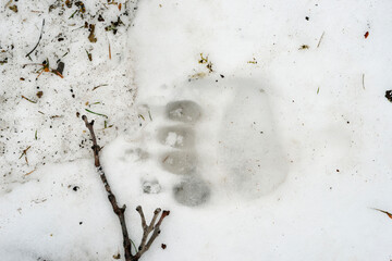 雪上のヒグマの足跡（北海道・知床）
