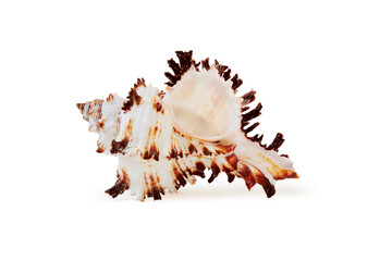 Fototapeta premium Seashell on white background