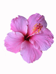 Pink Hibiscus flower isolated on a white background