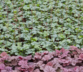 Colored Heuchera Leaves in Spring Outdoors，Heuchera micrantha Douglas ex Lindl
