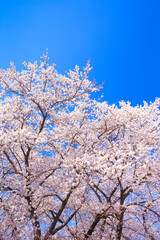 pink cherry blossoms