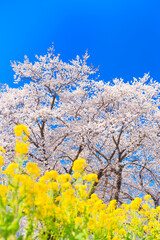 Cherry blossoms in full bloom and rape blossoms