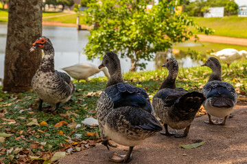 patos