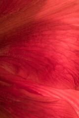 Bright Red Amaryllis flower in closeup