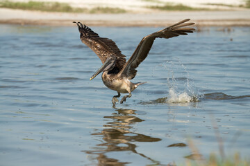 Closeup of pelican landing in water.