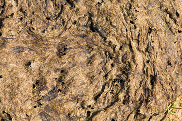 dry manure - natural harmful