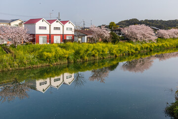 勝間田川川沿いの桜と3軒の白い家 Wall Mural Wallpaper Murals Takei Yoshiharu 勝間田川川沿いの桜と3軒の白い家 Wall Mural Wallpaper Murals Takei Yoshiharu