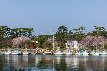 Fototapeta na wymiar 駿河湾での朝の漁が終わり漁港の岸壁に係留する漁船と桜