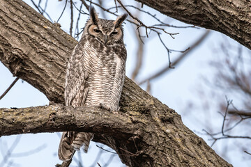 A great horned owl is resting on a tree branch