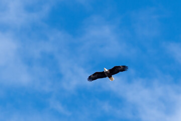 A single isolated adult bald eagle soars through the blue sky with its wings spread wide. The eagle has a white head and tail with long sharp talons. The brown and white bird is looking downward.