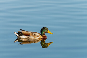 Male mallard duck swimming in the pond - mirrors itself in the sea