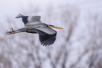 Mississippi River rookery - Great Blue Heron in Flight