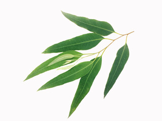 eucalyptus leaves on white background.