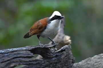 Insects eat birds Like to live in bamboo forests or dense forests In large crowds Often shouted and sounded like a brawl, with a white head and crest moving up and down When making a cry or startling,