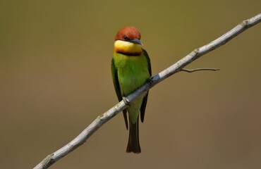 Head to back, orange, black eye band, neck and chest, bright yellow chest with small black and orange stripes, green body, shiny blue rump There is no distance in the middle of a long cape.