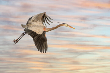 Mississippi River rookery - Great Blue Heron in Flight