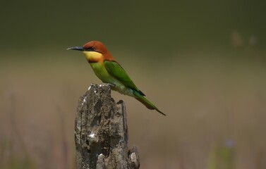 Fototapeta premium Head to back, orange, black eye band, neck and chest, bright yellow chest with small black and orange stripes, green body, shiny blue rump There is no distance in the middle of a long cape.