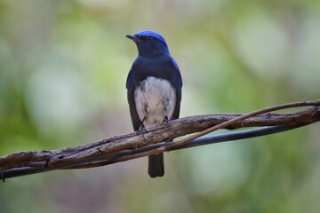 Like a bird catching insects, the blue breast is very black, but the overall body is slightly...