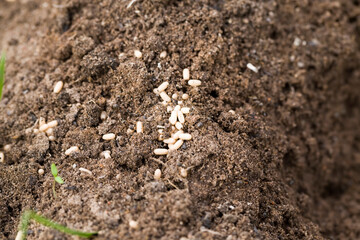 ants crawling on the sand