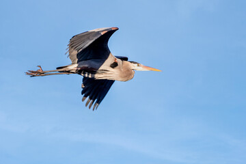 Mississippi River rookery - Great Blue Heron in Flight