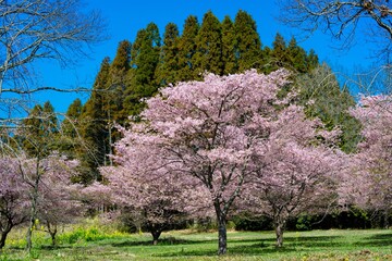 長湯温泉の大漁桜