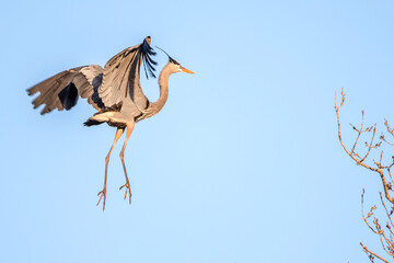 Mississippi River rookery - Great Blue Heron in Flight