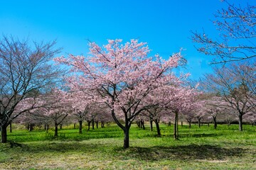 長湯温泉の大漁桜