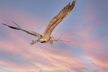 Mississippi River rookery - Great Blue Heron in Flight
