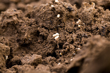 ants crawling on the sand in the summer