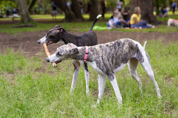 Two greyhounds fighting over the same stick in a park