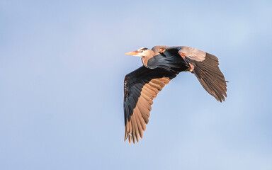 Mississippi River rookery - Great Blue Heron in Flight