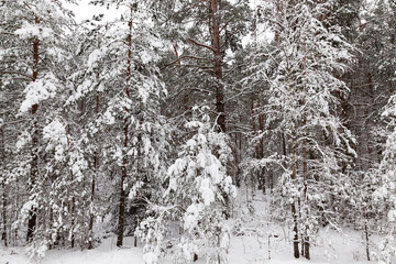 snow-covered trees in the winter
