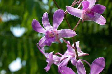 Naklejka na ściany i meble orchid is a flowering plant flower with the most members. The species are widely known from the wet tropics to the circumpolar region, although most of the members are found in the tropics.